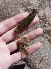 Myriophyllum verticillatum