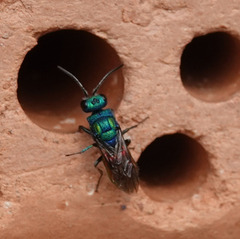 Chrysura austriaca