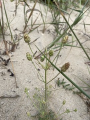 Plantago arenaria