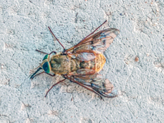 Pangonius