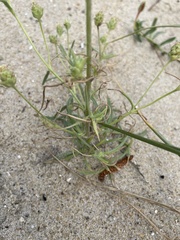 Plantago arenaria