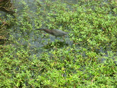 Butorides virescens image