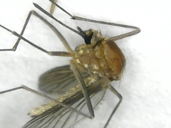 Aedes cinereus