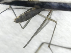 Aedes cinereus