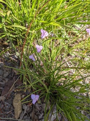 Callisia graminea