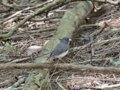 Junco hyemalis carolinensis