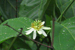 Passiflora haematostigma