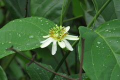 Passiflora haematostigma
