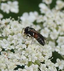 Hylaeus variegatus