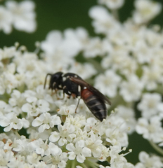 Hylaeus variegatus