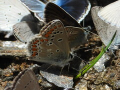 Aricia artaxerxes allous