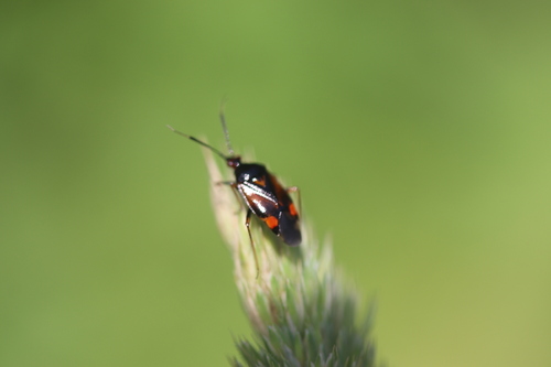 Red-spotted Plant Bug, Lisse, NL-ZH, NL, photo 8 of 10