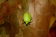 Chlorocoris depressus