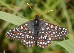 Euphydryas anicia bernadetta