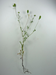 Sanguisorba occidentalis