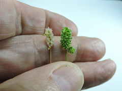 Sanguisorba occidentalis