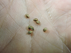 Sanguisorba occidentalis