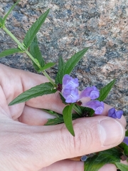 Scutellaria galericulata