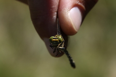 Onychogomphus
