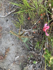 Tritonia squalida
