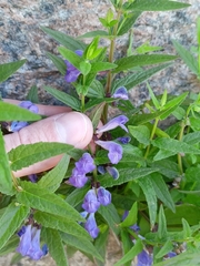 Scutellaria galericulata
