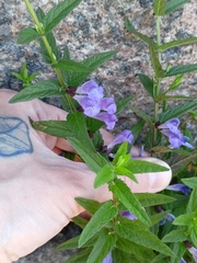 Scutellaria galericulata