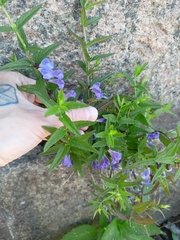 Scutellaria galericulata