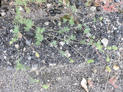 Sanguisorba occidentalis