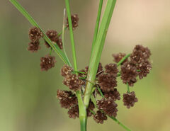 Cyperus pseudovegetus