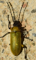 Proctenius granatensis