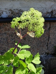 Angelica archangelica