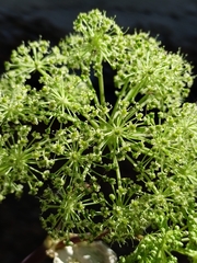 Angelica archangelica