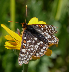 Euphydryas anicia bernadetta