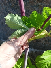 Angelica archangelica