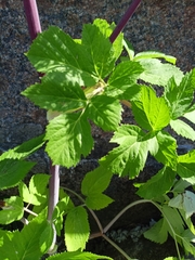 Angelica archangelica
