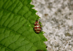 Asphaera quadrifasciata