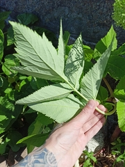 Angelica archangelica