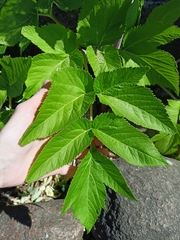 Angelica archangelica