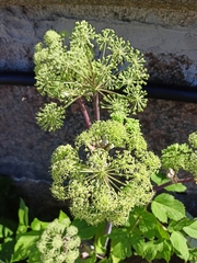 Angelica archangelica
