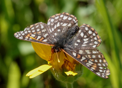 Euphydryas anicia bernadetta