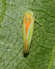 Alebra albostriella