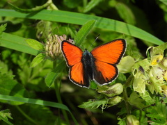 Lycaena hippothoe eurydame