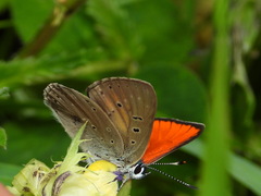 Lycaena hippothoe eurydame
