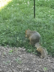 Sciurus