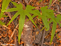 Dioscorea brachybotrya