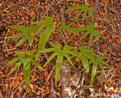 Dioscorea brachybotrya