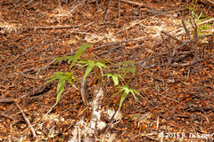 Dioscorea brachybotrya