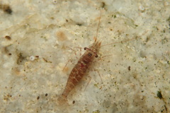 Eualus pusiolus