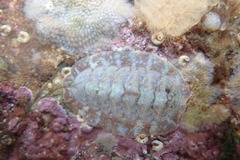 Boreochiton ruber