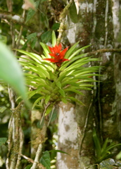 Guzmania lingulata